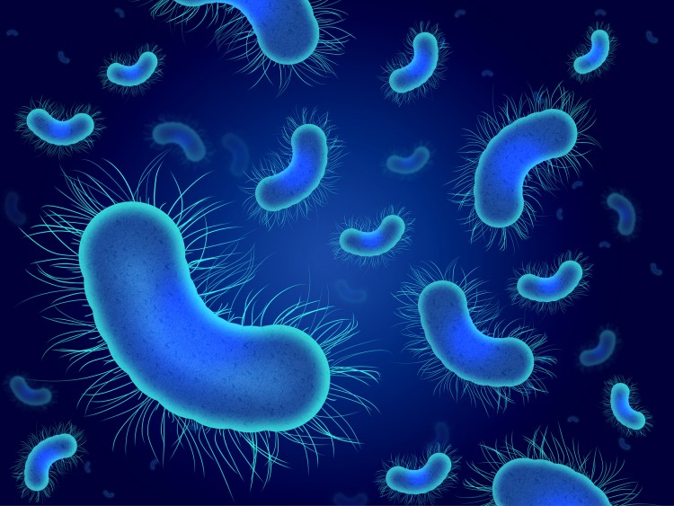 Bacteria-750x563